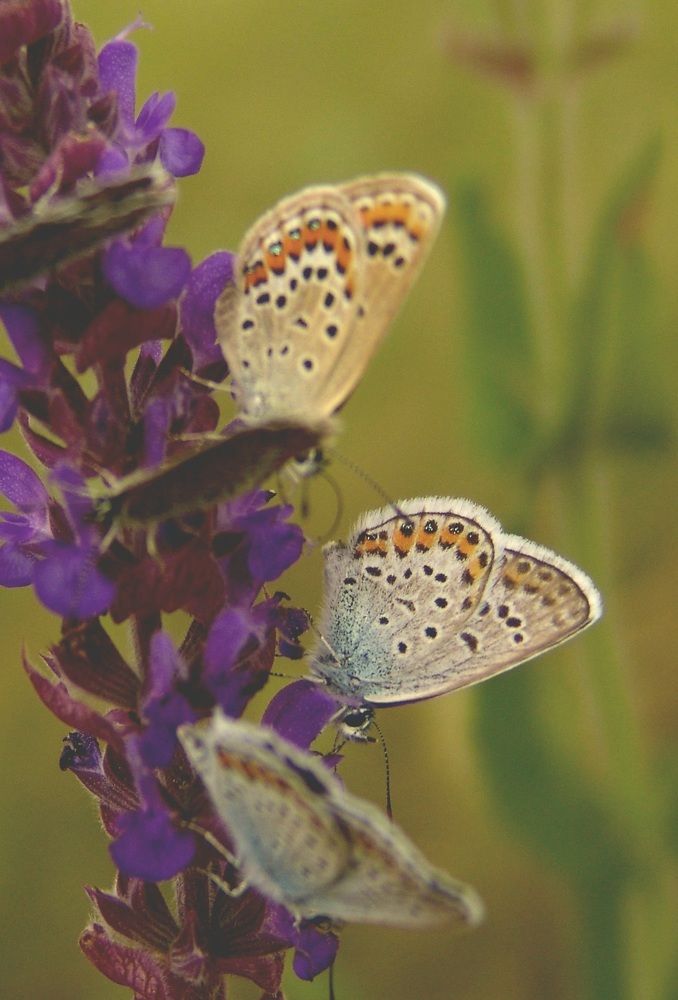 Photograph by Наталья Анисимова