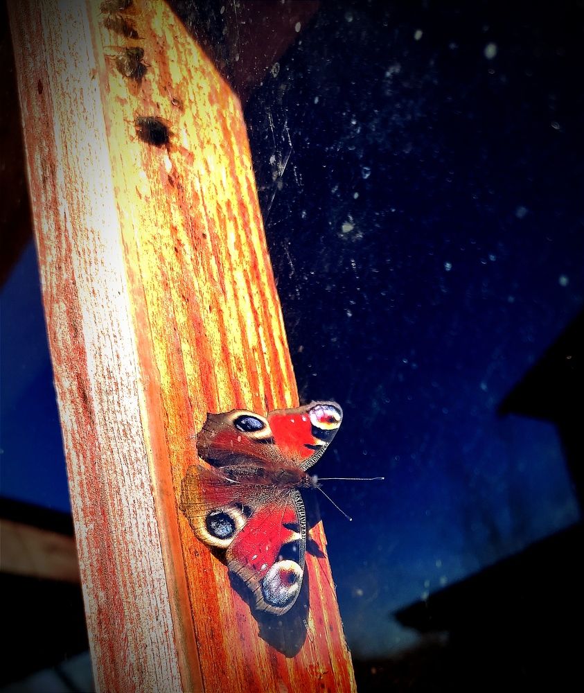 Photograph by Алена Власовец