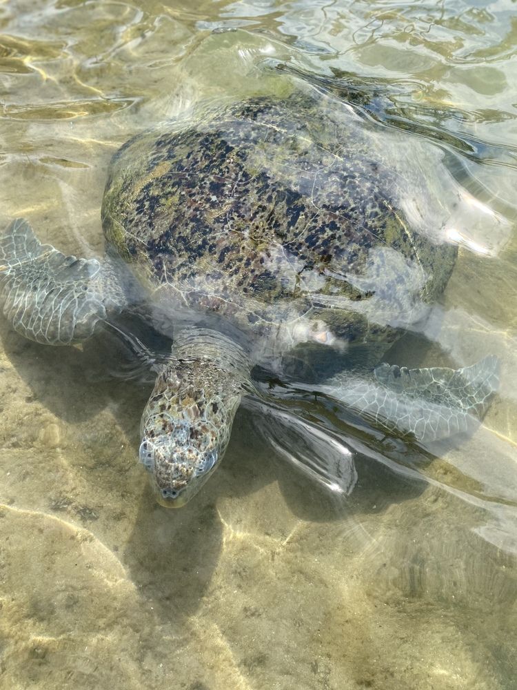 Фотография автора Яврова Татьяна