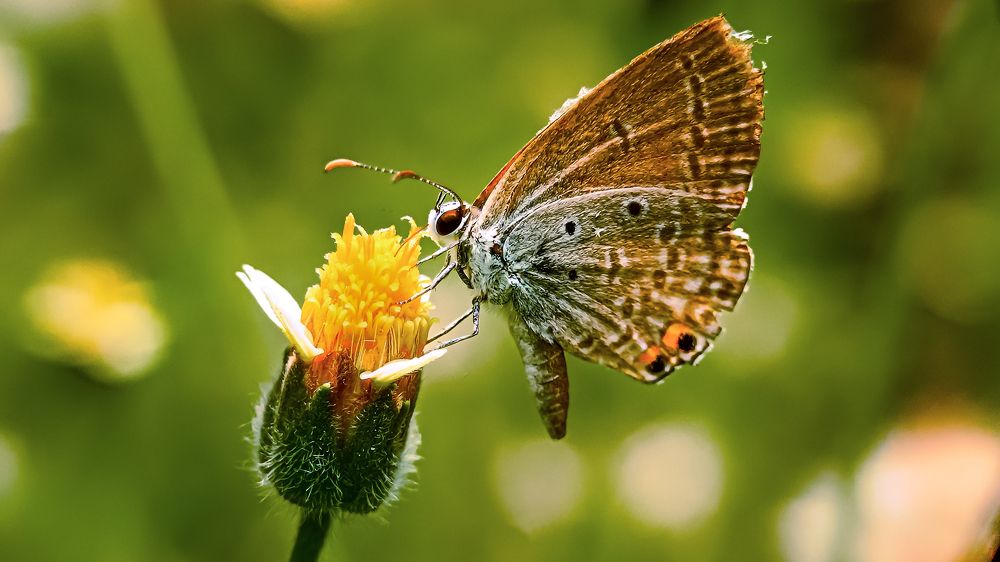 BUTTERFLY ENJOYING THE SUN AND THE FLOWER