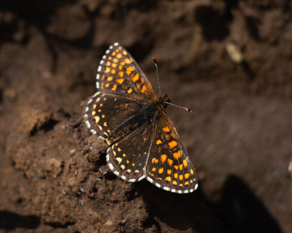 Фотография автора олег романов
