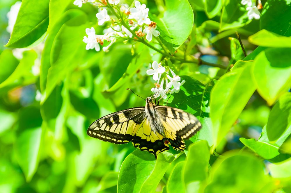 Фотография автора Олег Анатольевич Загорулько