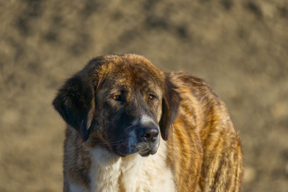 Овечий пастух