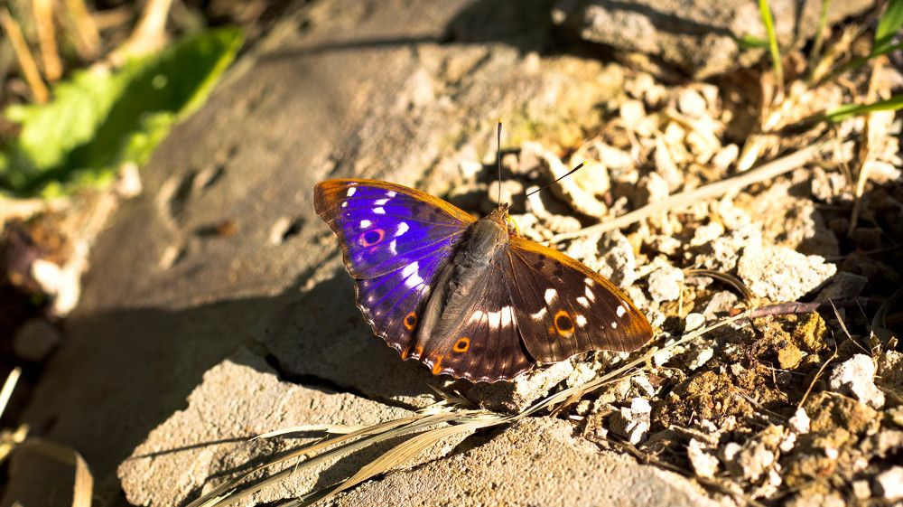 Photograph by Ирина Кошлюнова