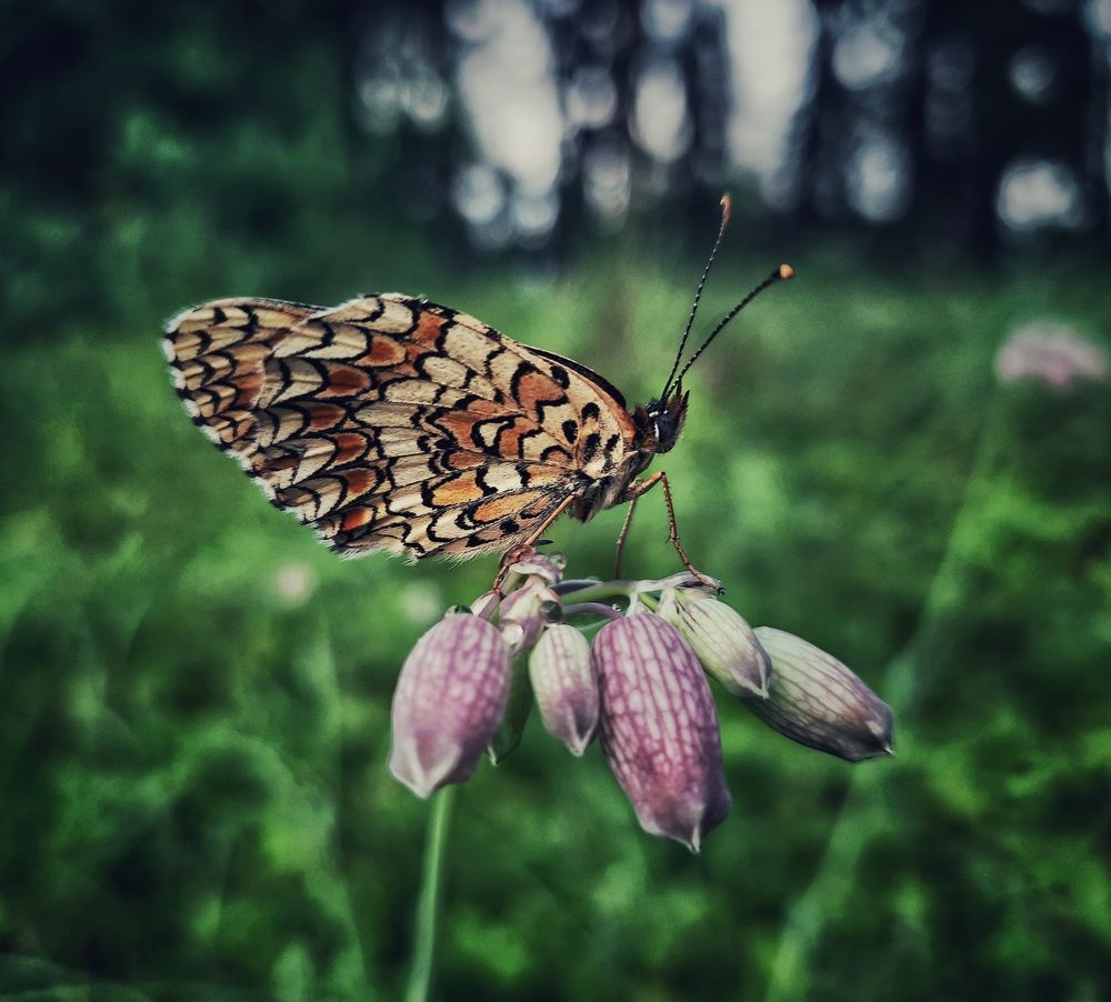 Photograph by Ирина Кошлюнова