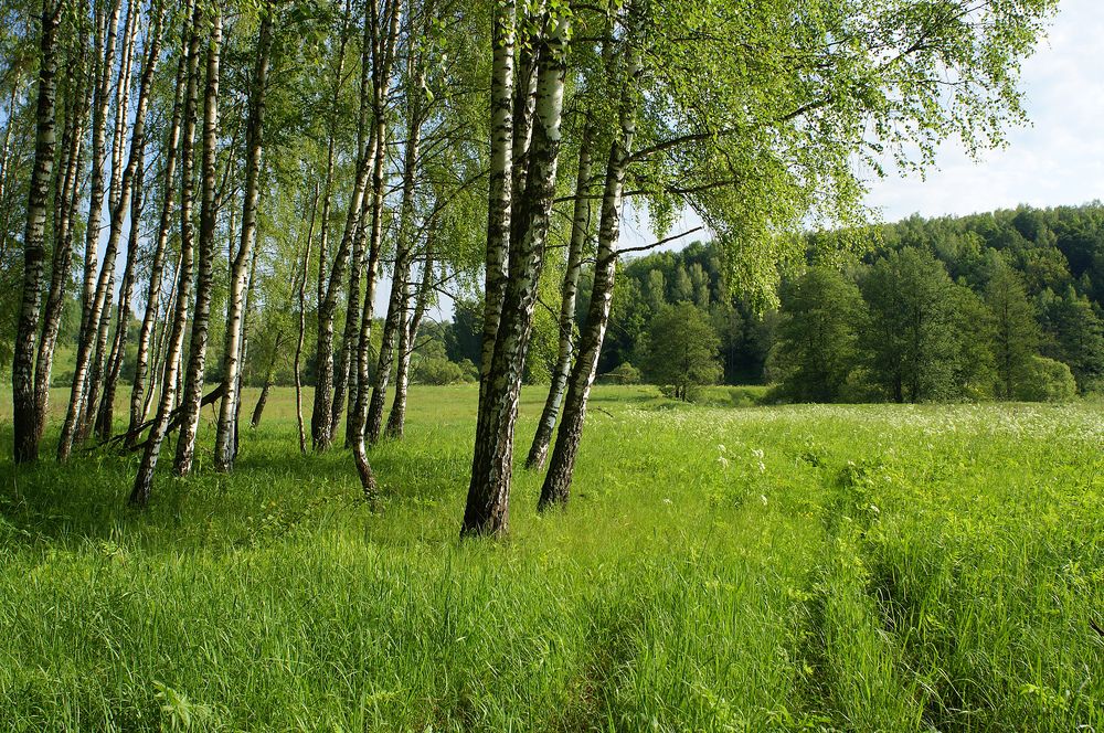 Тропинки детства