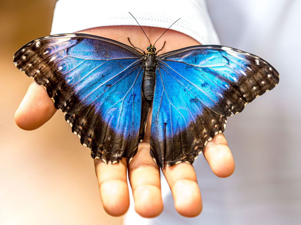 Фотография автора ADLER GOLDFARB