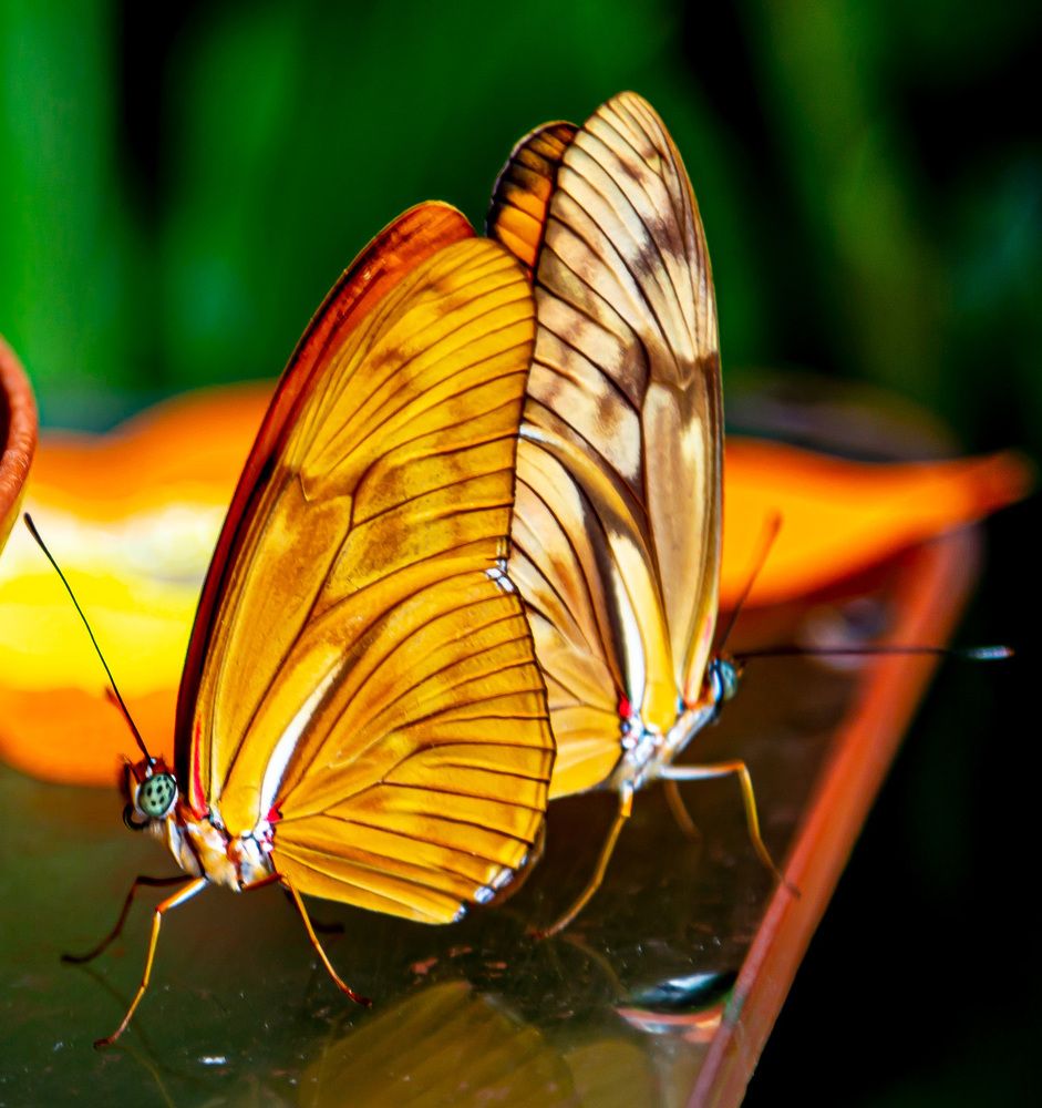 Фотография автора ADLER GOLDFARB