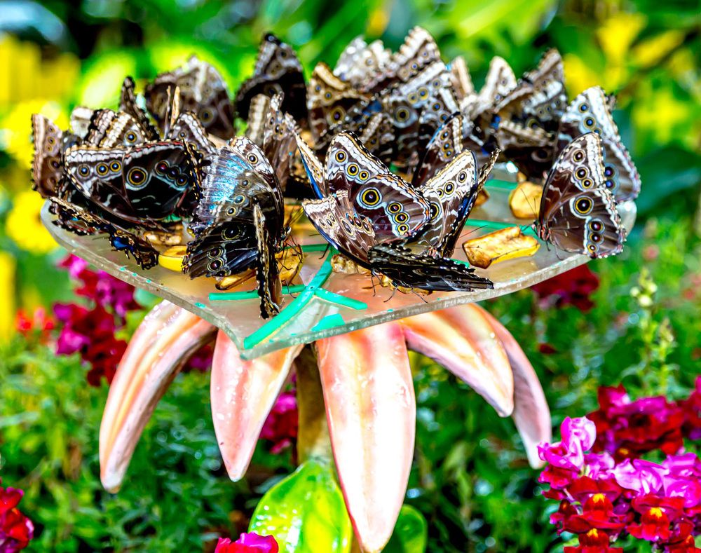 Фотография автора ADLER GOLDFARB