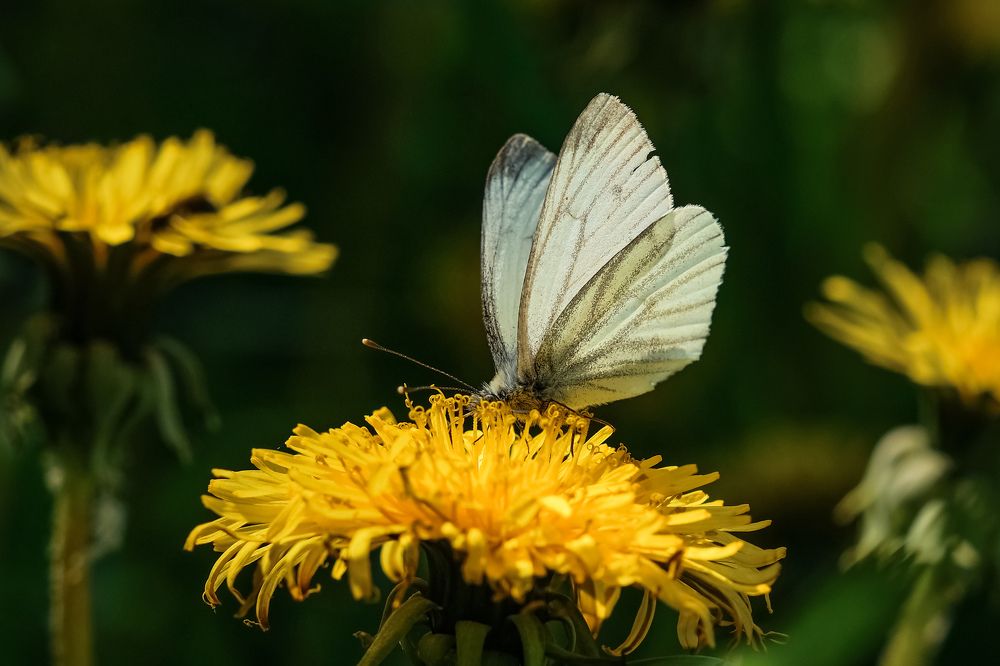 Photograph by Сергей Кравченко