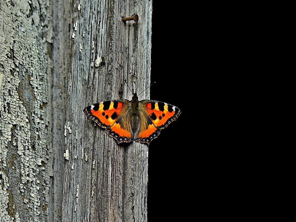 Photograph by дмитрий