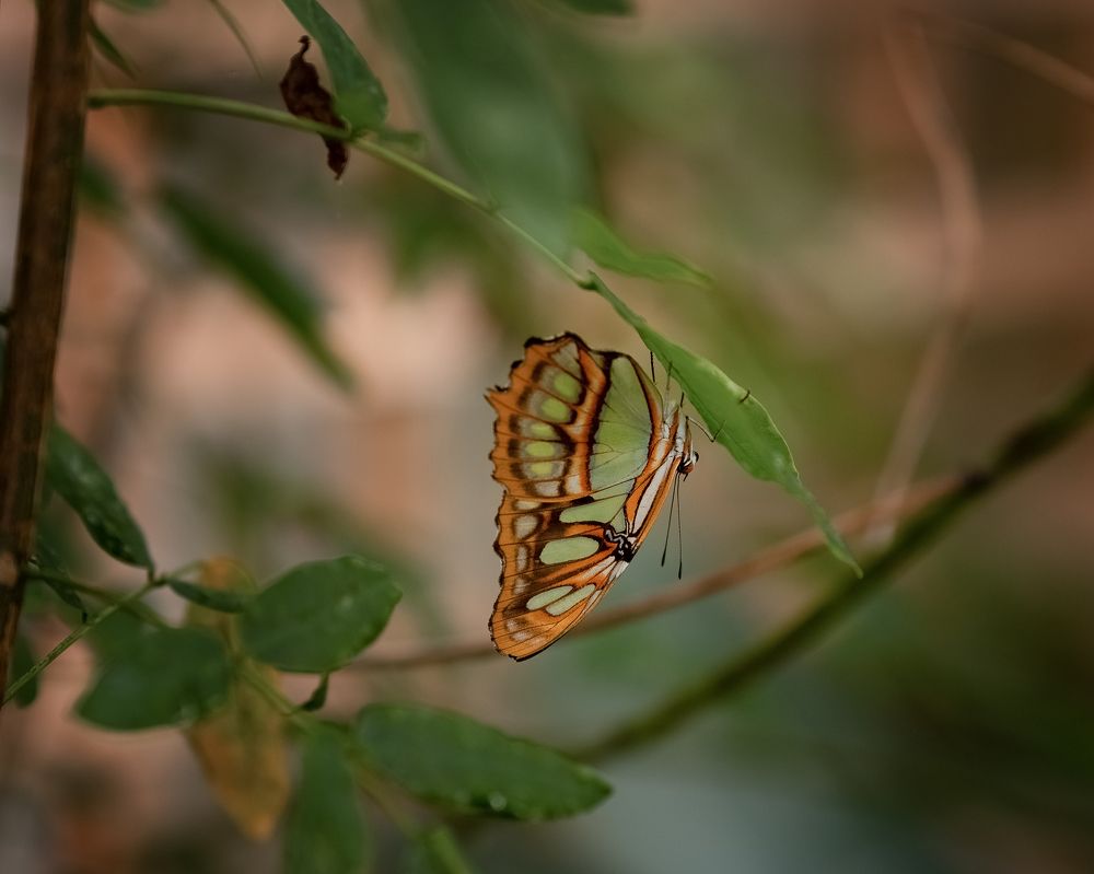 Фотография автора Hanna Zhamoida