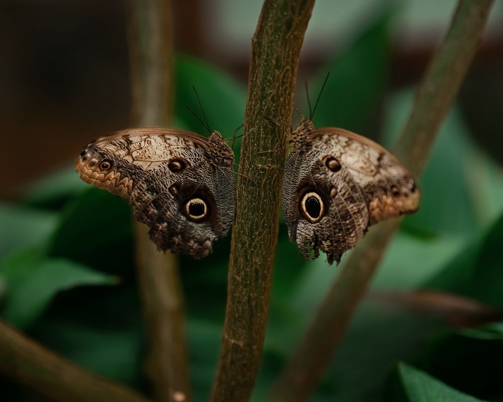 Фотография автора Hanna Zhamoida