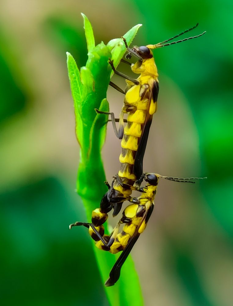 Фотография автора Aniket Layek