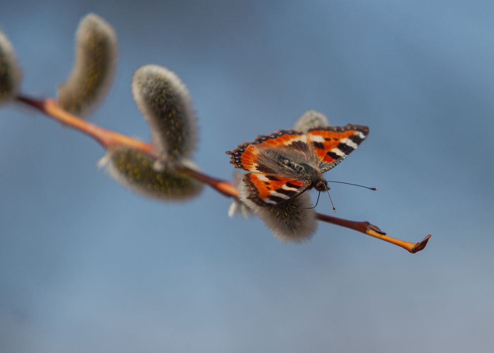 Photograph by Денис Дорошенко