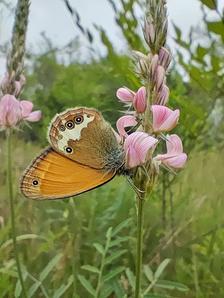 Сенница аркания