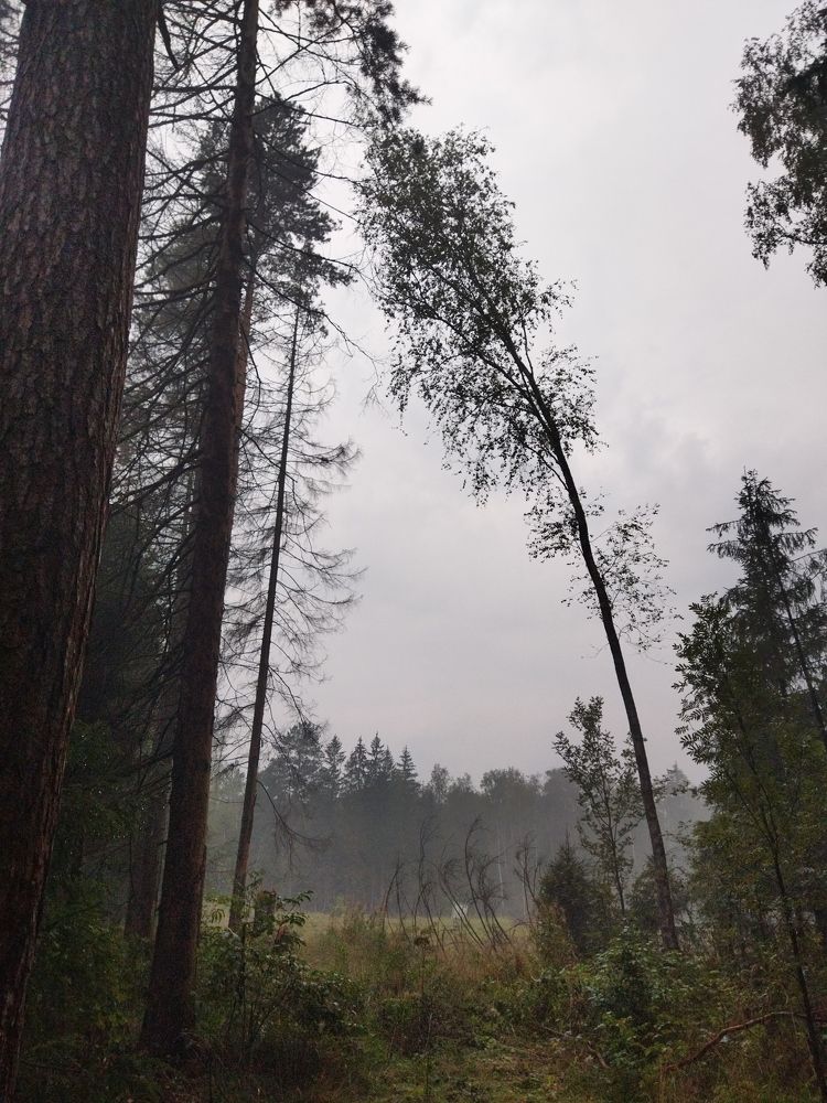 Заблудился за грибами