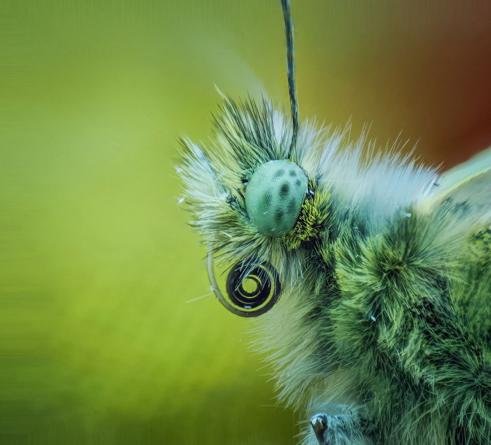 Photograph by Abbas Rayan Benhorma