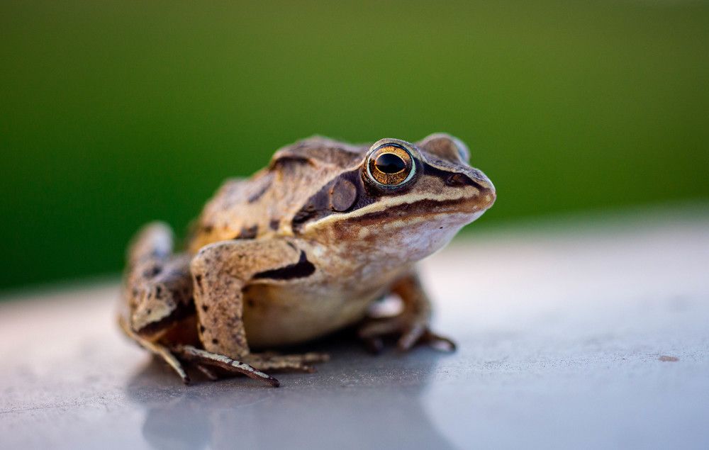 Photograph by Ирина Кошлюнова