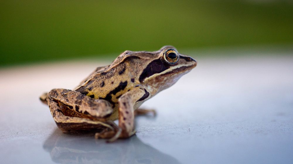 Photograph by Ирина Кошлюнова