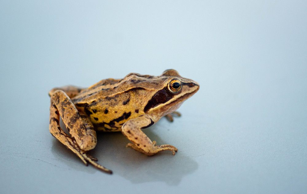 Photograph by Ирина Кошлюнова