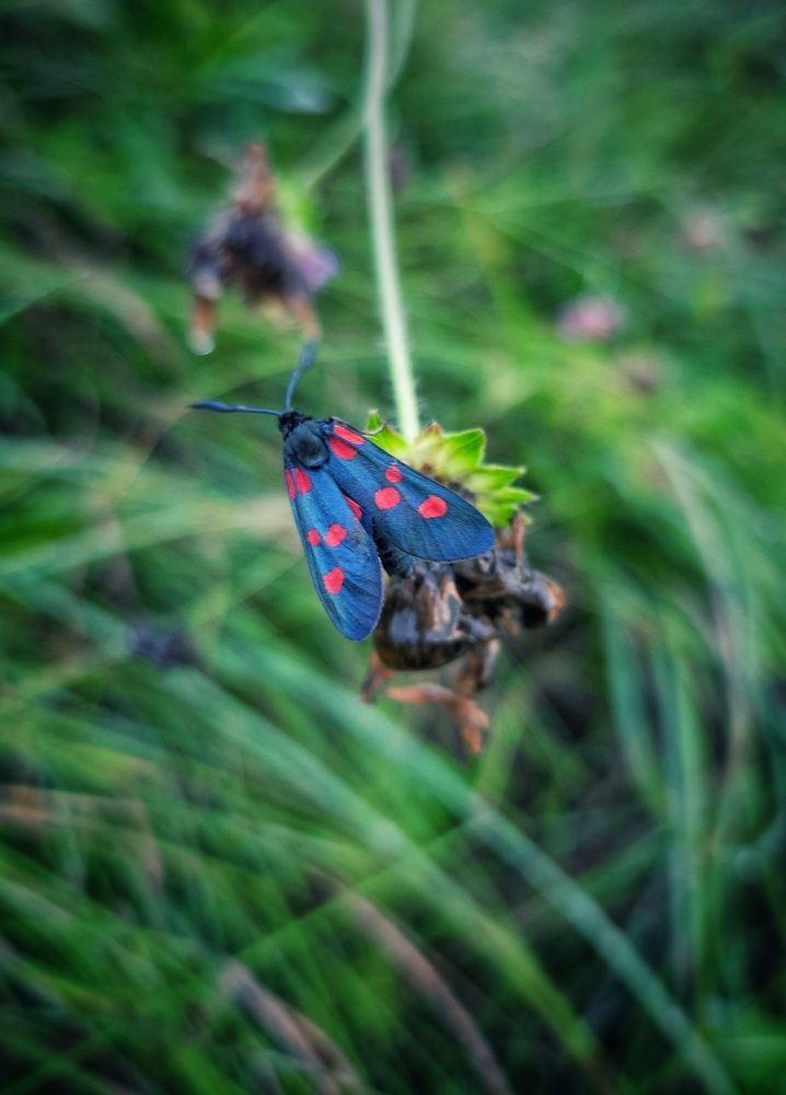 Photograph by Ирина Кошлюнова