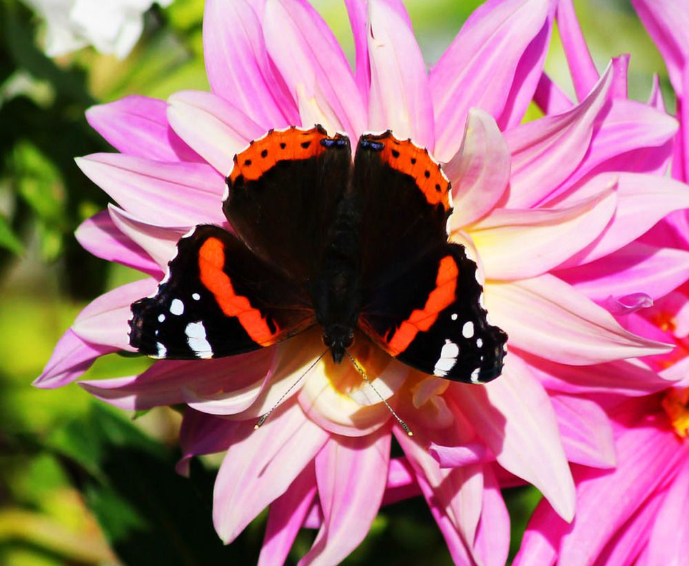 Photograph by Людмила Павловна