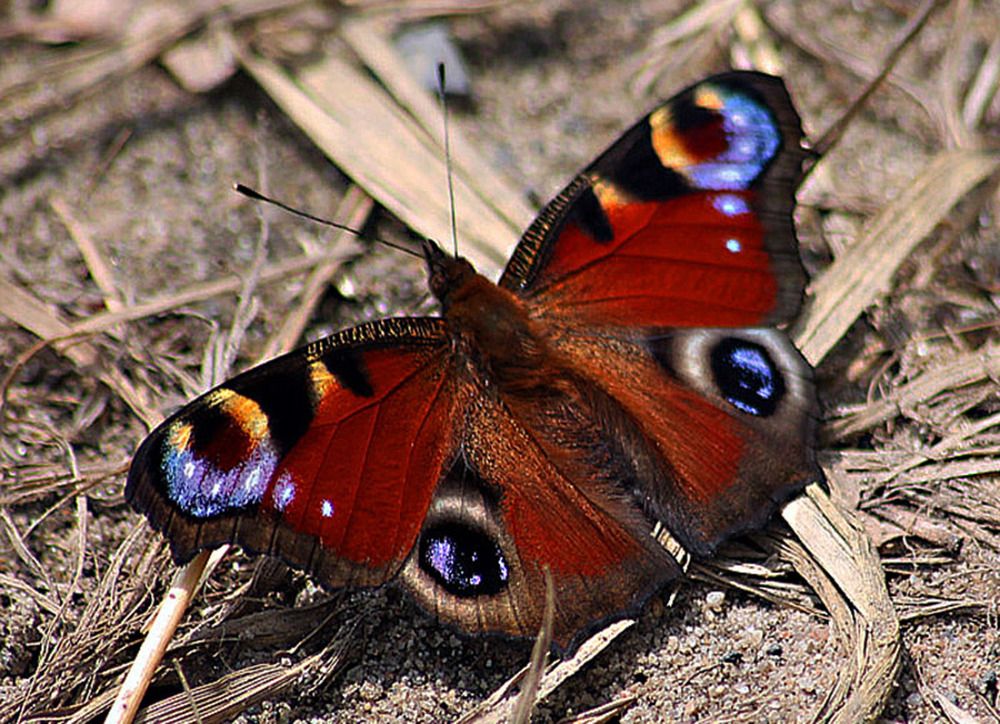 Photograph by Людмила Павловна