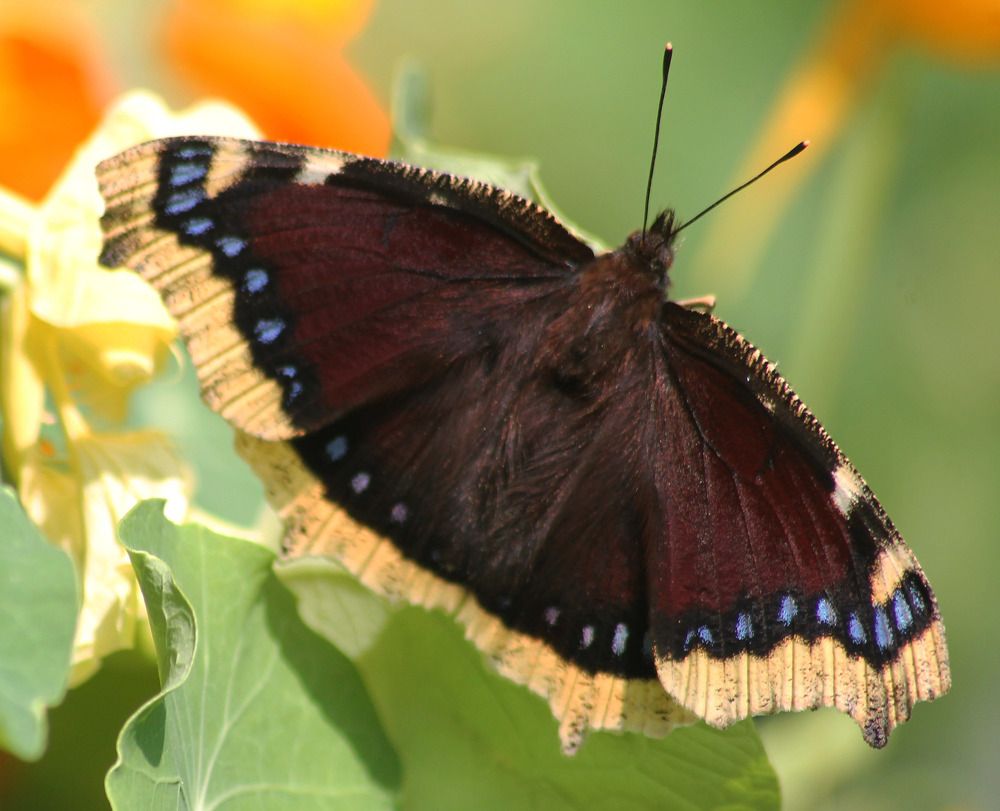 Photograph by Людмила Павловна