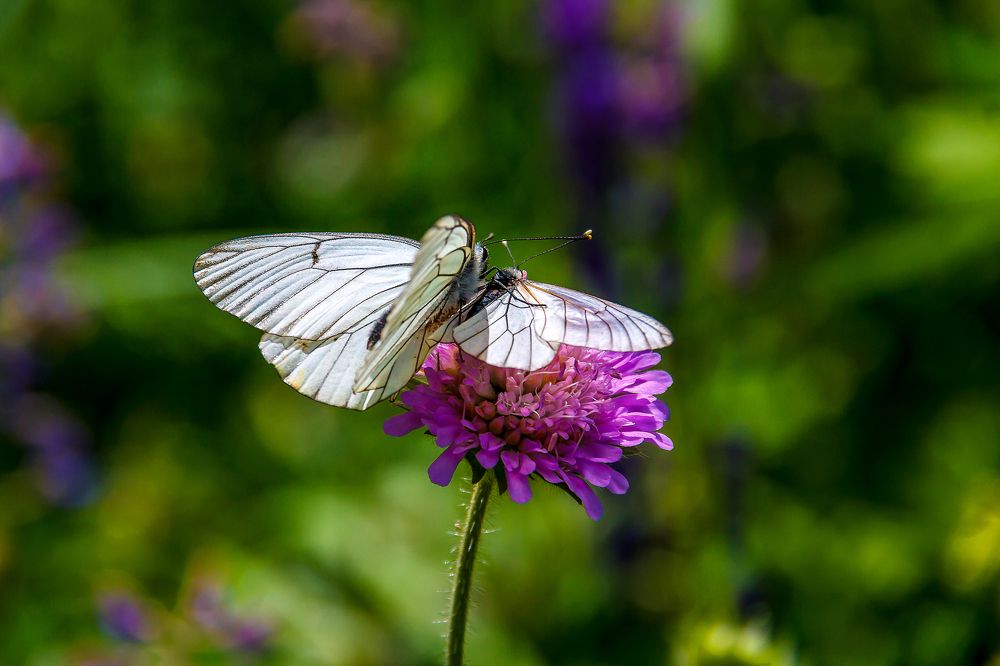 Photograph by Алексей Трифонов