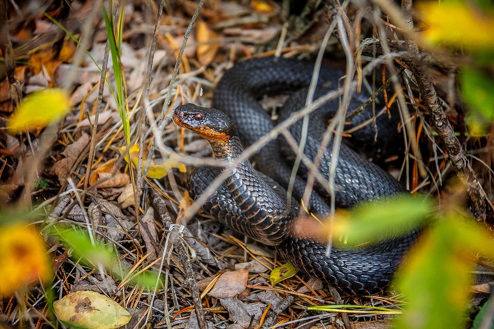 Photograph by Алексей Трифонов