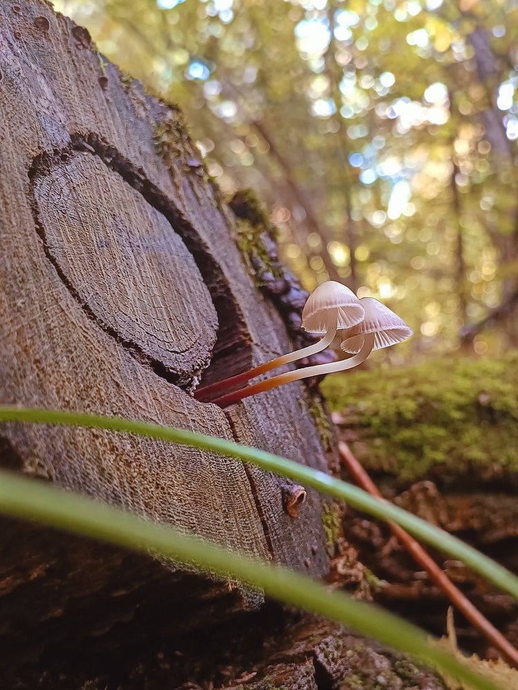 Photograph by Ирина Полунина