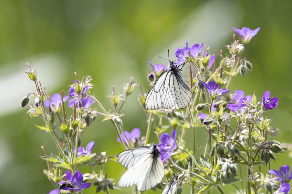 Photograph by Щепанов Дмитрий