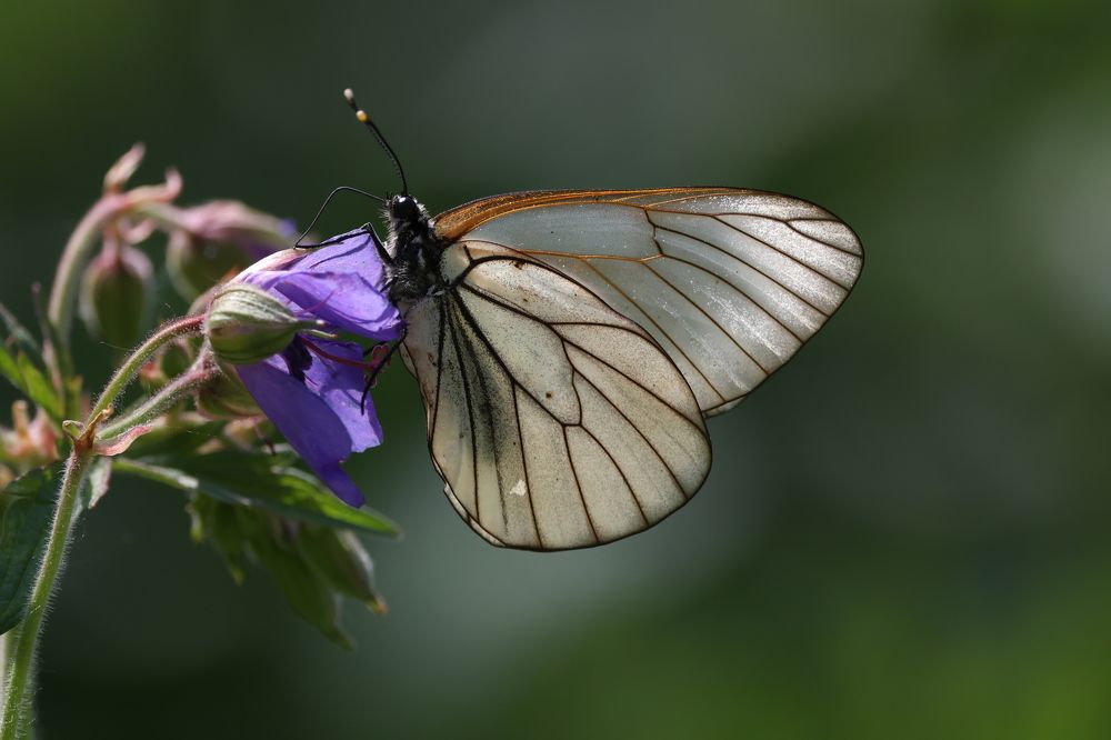 Photograph by Щепанов Дмитрий