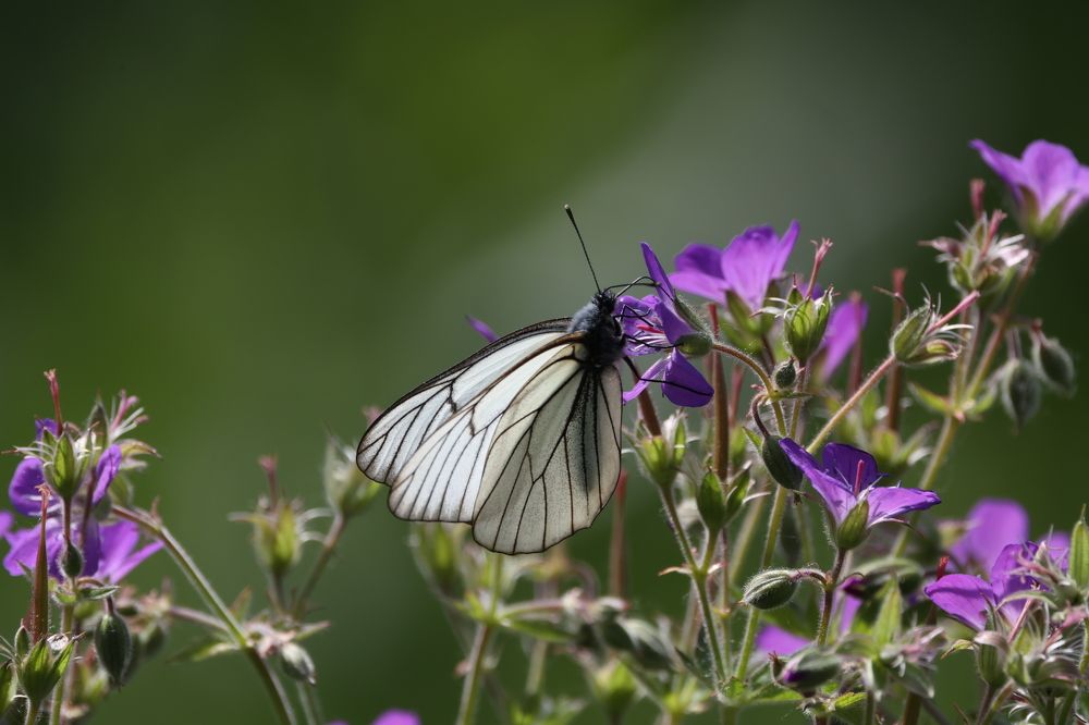 Photograph by Щепанов Дмитрий
