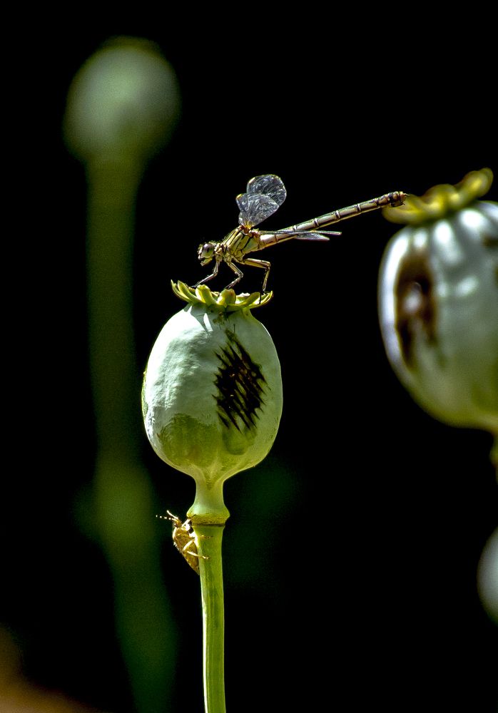 Photograph by Mohsen