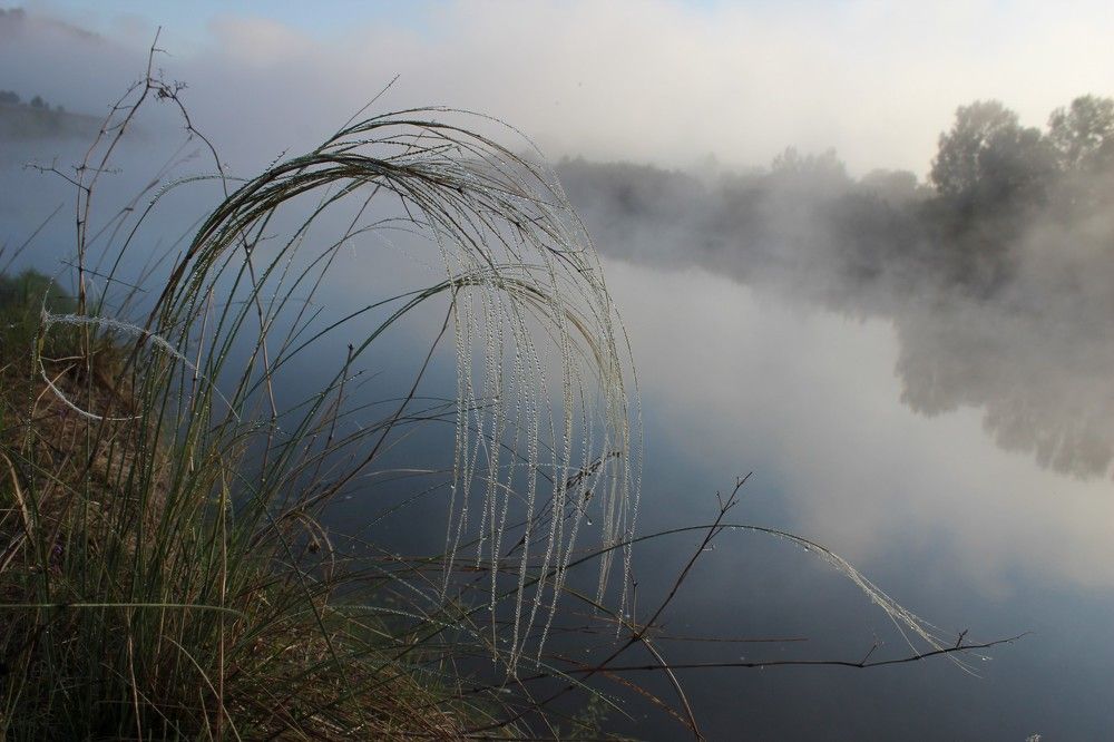 Ковыль в морозном тумане