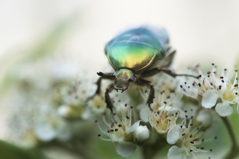 Photograph by Mauro Case