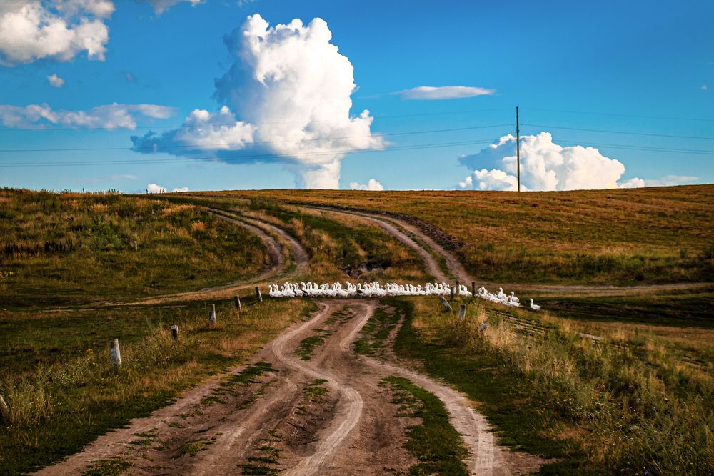 Гуси идут домой