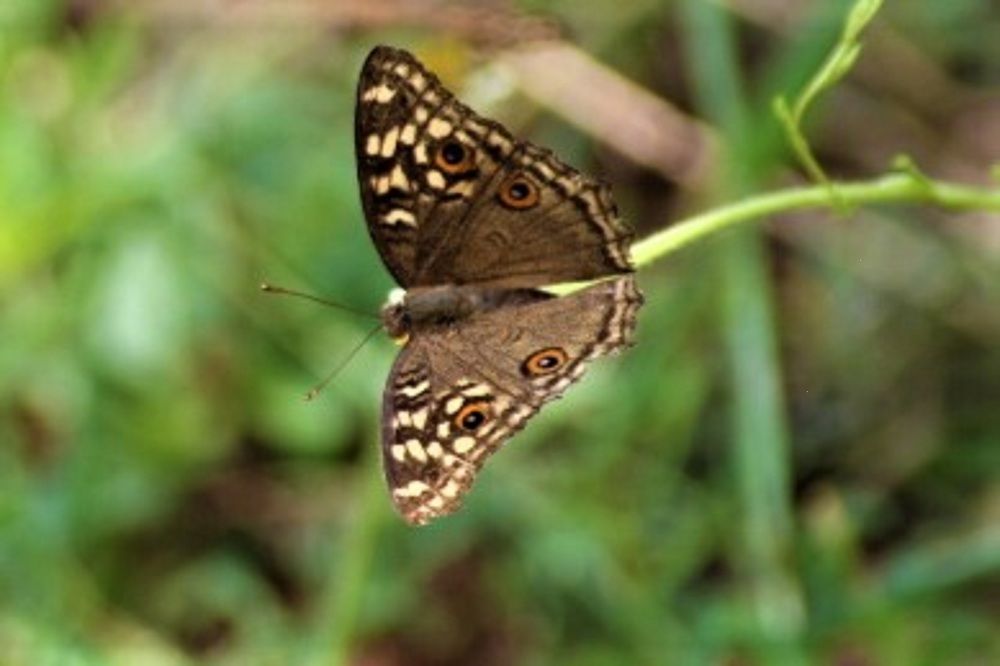 Фотография автора Nadarajan Lakshmanswamy