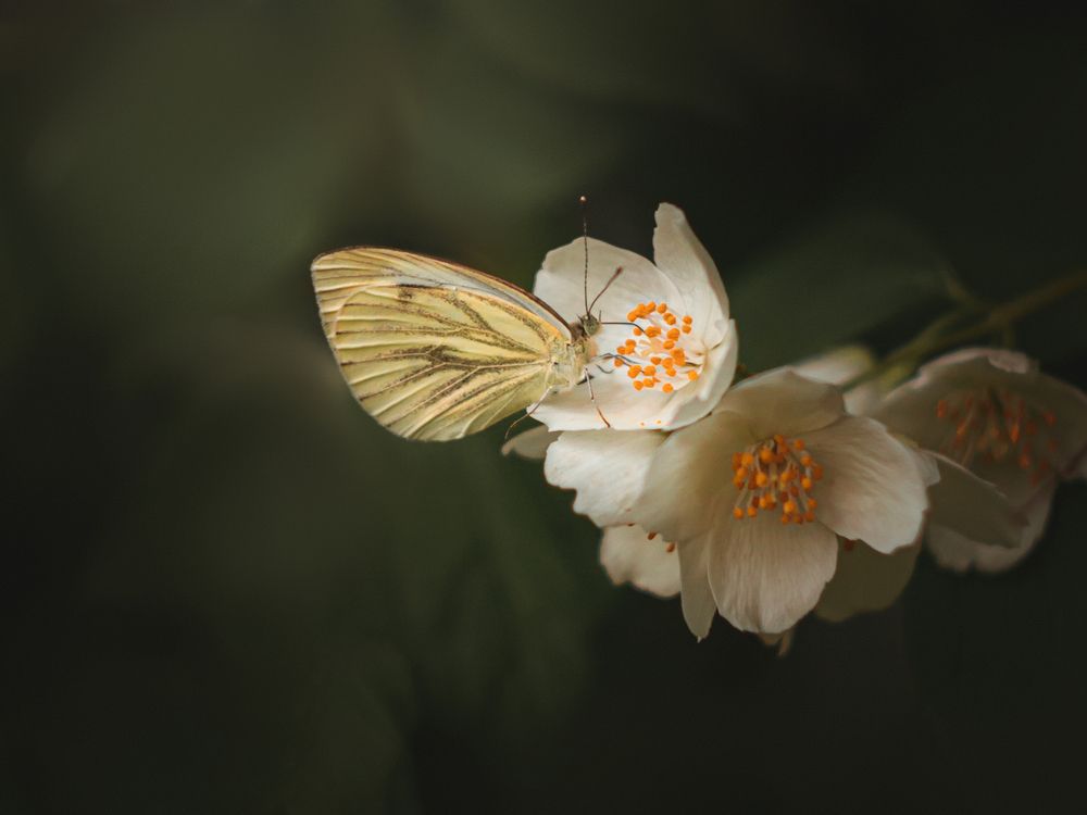 Photograph by Алексей Горин