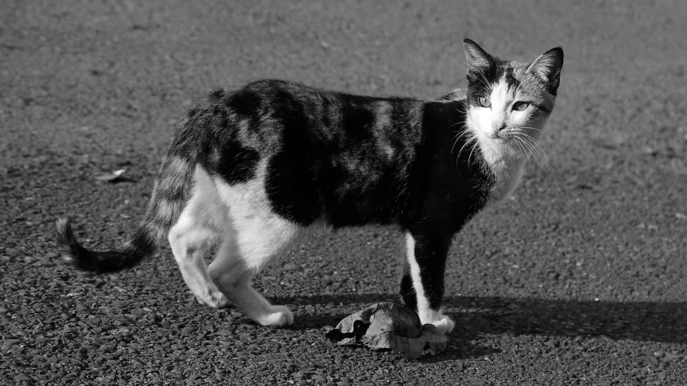 Photograph by Hadi Hadipour