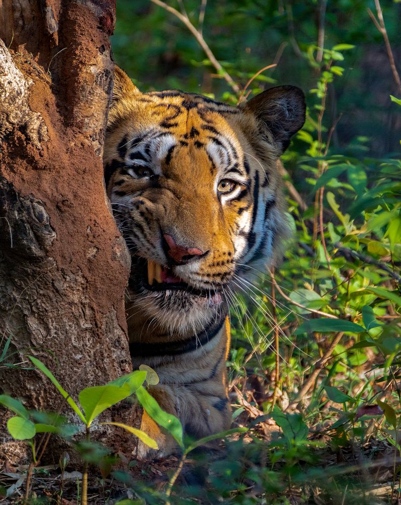 Photograph by Bibhas Deb