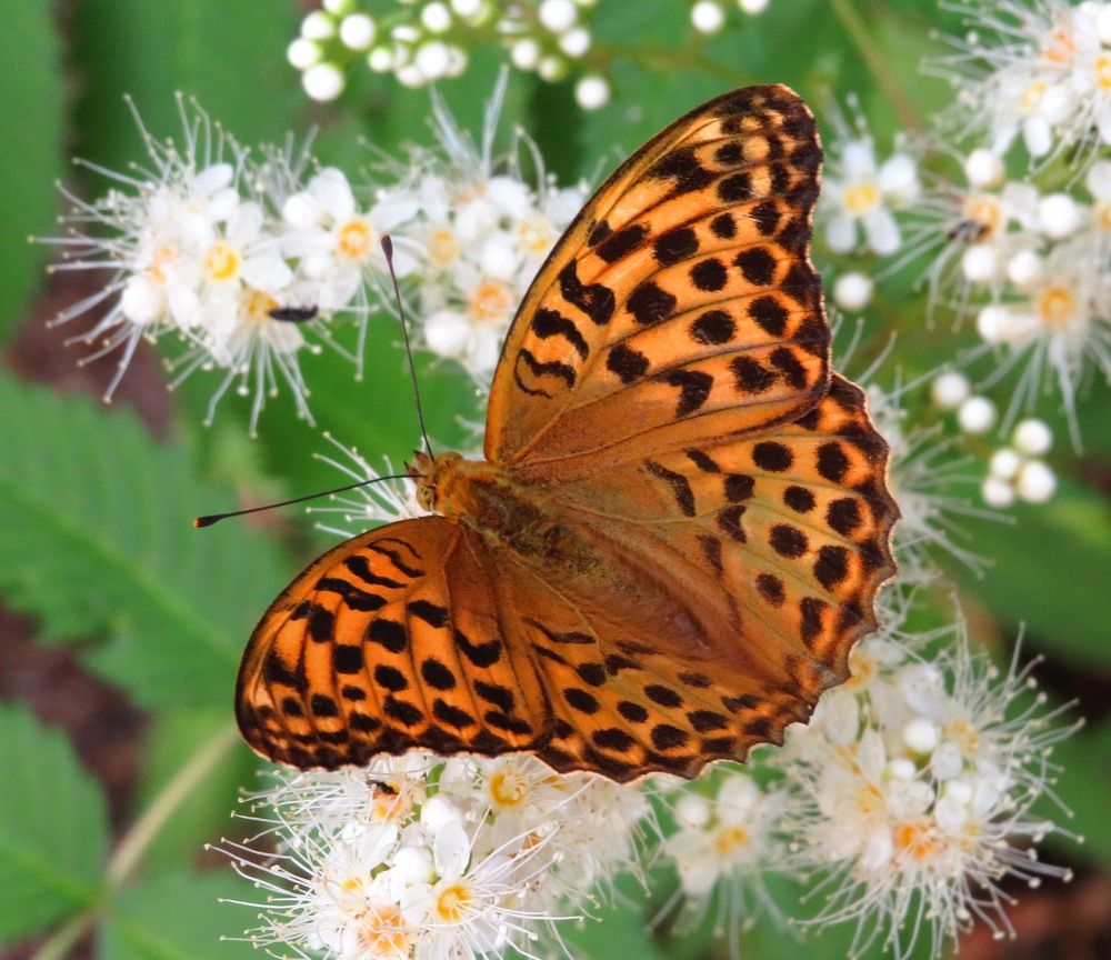 Перламутровка
