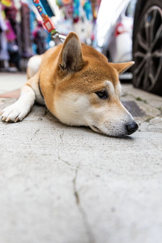 Быть или не быть! кто мне ответит