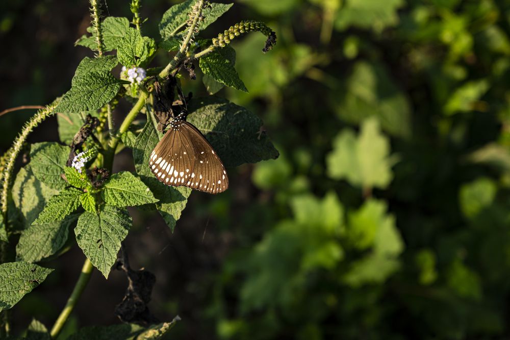 Photograph by Prasanta Roy