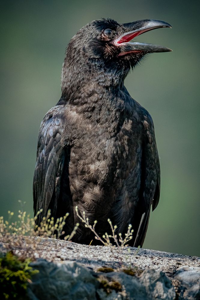 Photograph by Andrea Barlotti