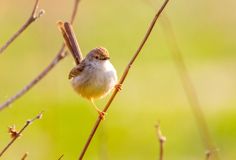 Photograph by Abed Abedaljalil