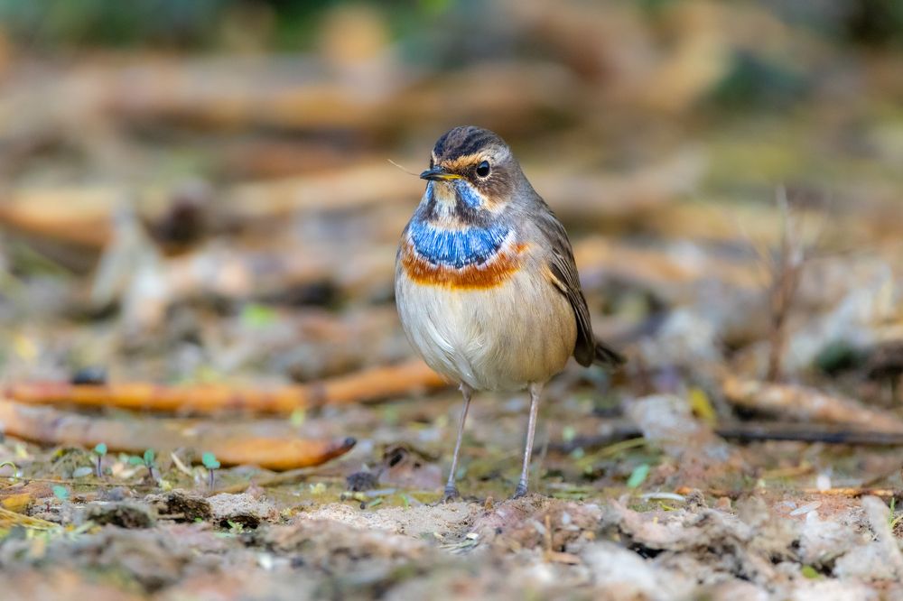 Photograph by Abed Abedaljalil