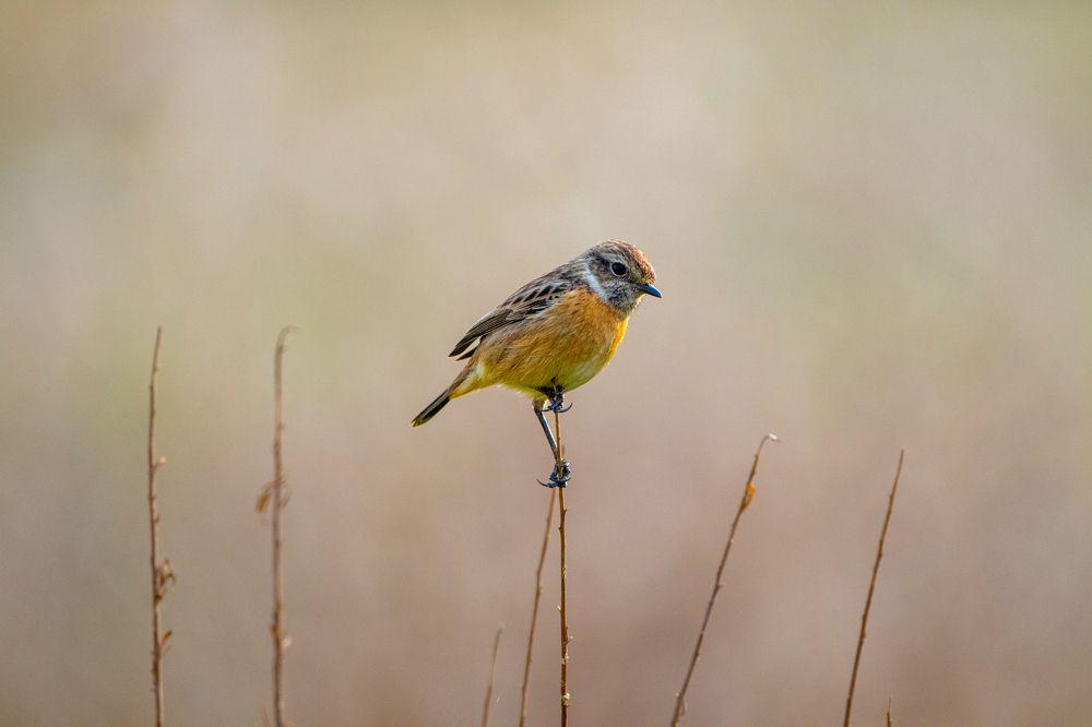 Photograph by Abed Abedaljalil